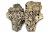 Woolly Mammoth Jaw Section w/ Molars - North Sea #298454-11